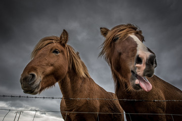 Fototapeta premium Witzige Island-Pferde vor dunklen Wolken