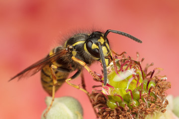 European Wasp, Vespula Vulgaris