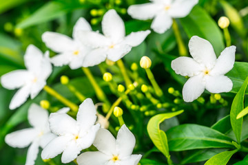Close up Gerdenia Crape Jasmine (Gardenia jasminoides), white flowers with green leaves