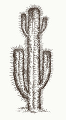 Cactus hand drawn vector illustration
