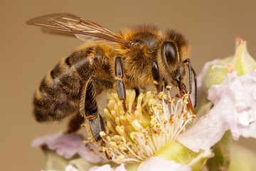 European Honey Bee, Apis mellifera