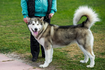 Outdoors portrait of a female Alaskan Malamute dog, sitting on green lawn, looking away.