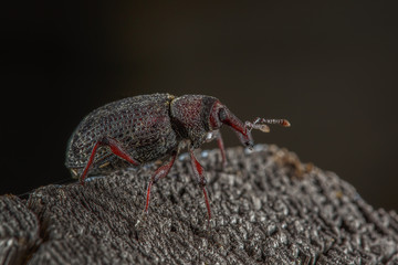 Beetle weevil closeup