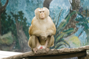 Pig-tailed macaque sit on tree