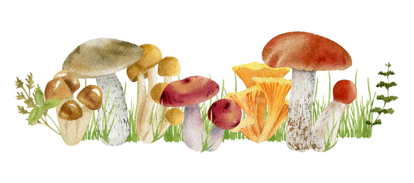 watercolor clipart of mushrooms