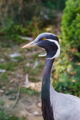 Head of grey Demoiselle Crane
