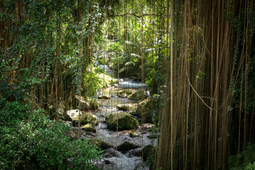 Bachlauf unter Lianen