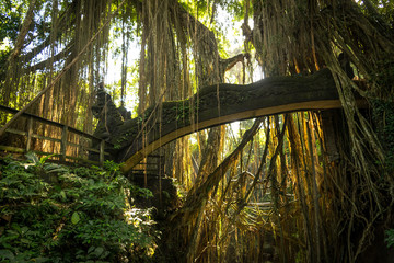 Lianen vor einer Br&uuml;cke im dichten Dschungel