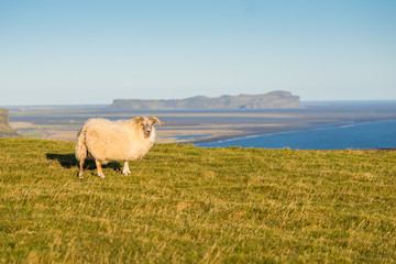 Schaf in Südisland