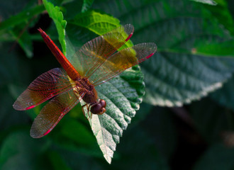 Red dragonfly show wings detail on a green leaf as natural background on sunshine day