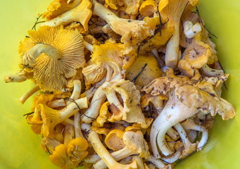 Forest mushrooms chanterelles closeup on a yellow background