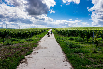 Spaziergang mit Pferd durch Weinberge