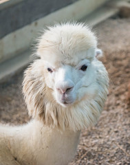 Obraz premium Close up of white Alpaca