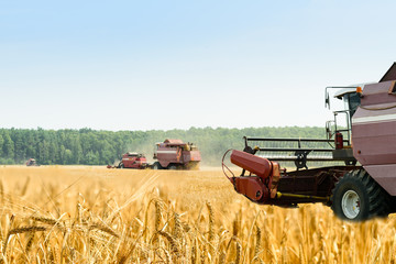 Fototapeta premium Agriculture machine harvesting golden ripe wheat in field for grain export. Agriculture and farming concept