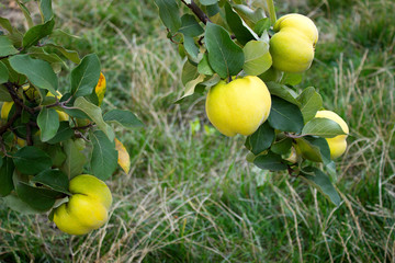 Quince. Branches with fruits of quince.