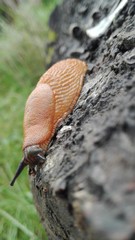 Nacktschnecke auf einem Stein