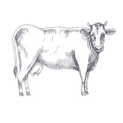 Cow hand drawn vector illustration