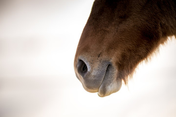 N&uuml;stern eines Island-Pferdes
