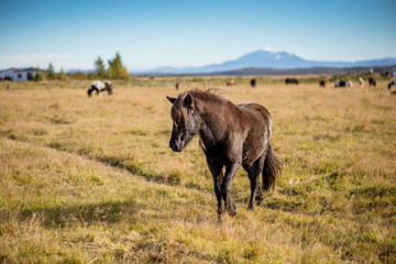 Fototapeta na wymiar Island-Pferde