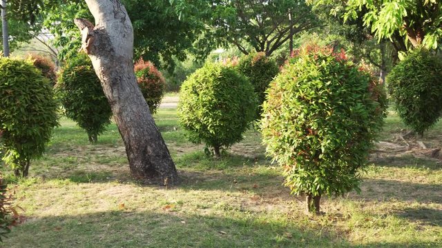 Ornamental Clipped Deciduous Shrub in tropical park stock footage video