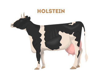 Isolated holstein cattle.