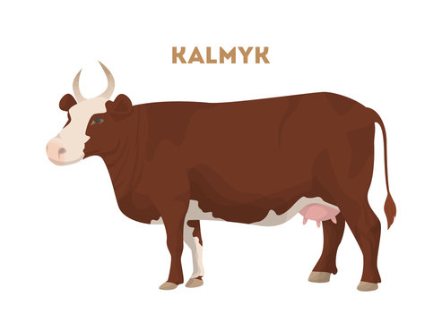 Isolated kalmyk cattle.