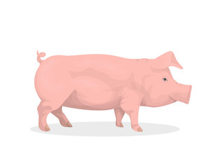 Isolated pig illustration.