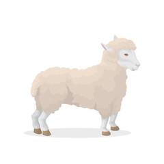 Isolated sheep illustration.