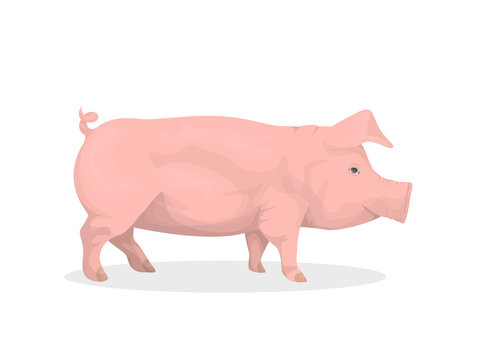 Isolated pig illustration.