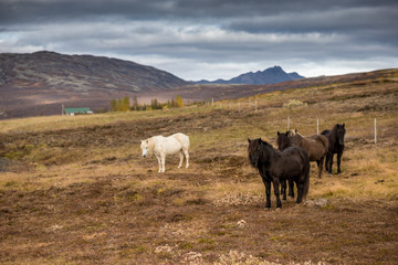 Island-Pferde auf Wiese