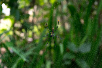 Spinne im Netz
