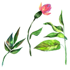 Wildflower orchid flower in a watercolor style isolated. Full name of the plant: orchid. Aquarelle wild flower for background, texture, wrapper pattern, frame or border.