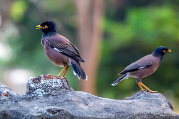 Two birds common myna or Acridotheres tristis