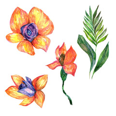 Wildflower orchid flower in a watercolor style isolated. Full name of the plant: orchid. Aquarelle wild flower for background, texture, wrapper pattern, frame or border.