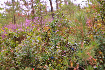 Fototapeta premium Wild berries on a green vegetative background in forest. Blueberries, lingonberries and heather in a pine forest. Landscape of late summer or early autumn.