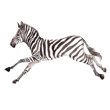 Exotic zebra wild animal in a watercolor style isolated. Full name of the animal: zebra. Aquarelle wild animal for background, texture, wrapper pattern or tattoo.