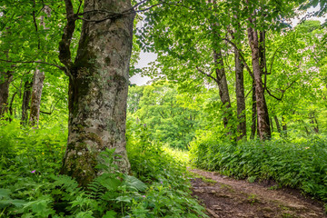 Scenic panorama of green forest thicket in summer