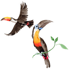 Sky bird toucan in a wildlife by watercolor style isolated. Wild freedom, bird with a flying wings. Aquarelle bird for background, texture, pattern, frame, border or tattoo.