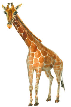 Watercolor giraffe sketch