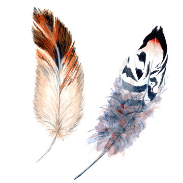 Watercolor bird feather from wing isolated. Aquarelle feather for background, texture, wrapper pattern, frame or border.
