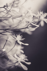 Black and white virginsbower (clematis) flowers soft focus close up