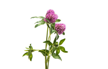 Red Clover (Trifolium pratense) © ksena32