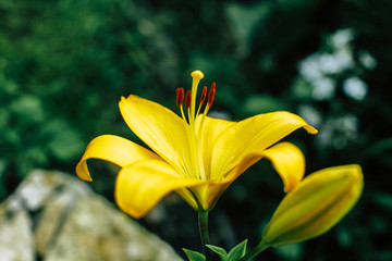 Pistil and stamen of yellow lily flower in the garden close up