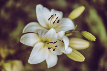 Obraz na płótnie Canvas White cream lily flower in the garden close up
