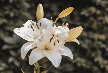 Fototapeta na wymiar White cream lily flower in the garden close up