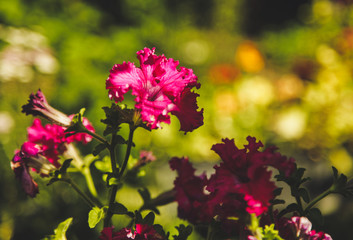 Pink petunia flowers in the garden close up