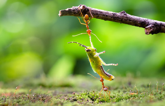 Ants dragging victim