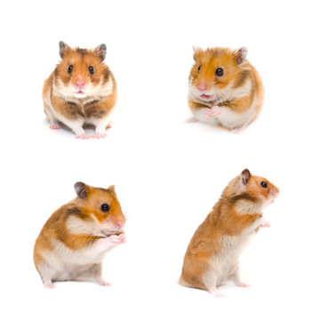 Set of cute funny Syrian hamsters in different poses (isolated on white)
