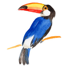 Sky bird toucan in a wildlife by vector style isolated. Wild freedom, bird with a flying wings. Aquarelle bird for background, texture, pattern, frame, border or tattoo.