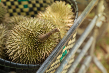 durian fruit after harvest orchard in thailand